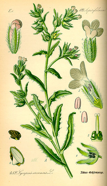 File:Illustration Lycopsis arvensis0.jpg