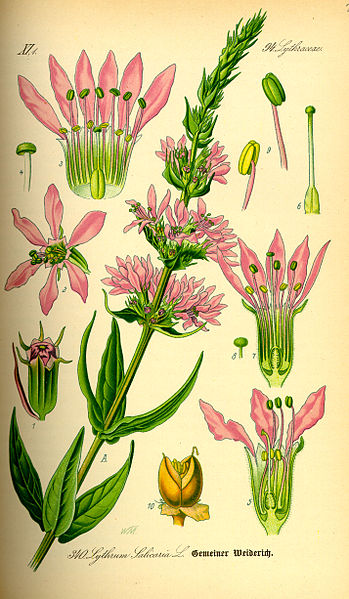 File:Illustration Lythrum salicaria0.jpg