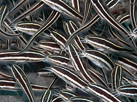 A sting from the striped eel catfish, Plotosus lineatus, may be fatal.