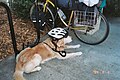 Image taken 2003 My friend Rick placed his bike helmet on a dog that happened to waiting at the bike rack by the YMCA in San Francisco's Presedio. (10221617493).jpg