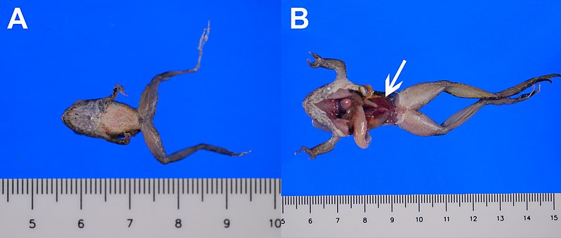 File:Images from necropsy of two foothill yellow-legged frogs (Rana boylii).jpg