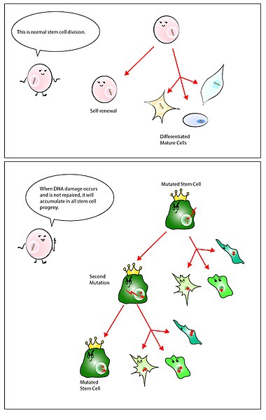 File:Improper stem cell regulation leading to the accumulation of DNA damage in stem cell progeny.jpg