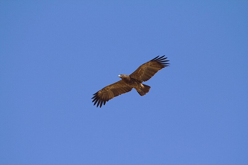 File:Indian Spotted Eagle in flight view.jpg