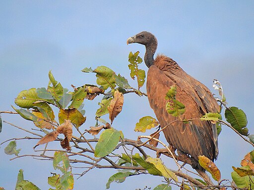 Indian vulture (Gyps indicus) 2 Photograph by Shantanu Kuveskar