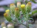 Inula conyzae