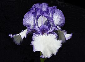 Iris 'Blue Staccato'