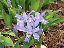 cultivar of Iris cristata in Norfolk Botanical Garden, 'Eco Bluebird' Iris cristata 'Eco Bluebird' (3455977784).jpg
