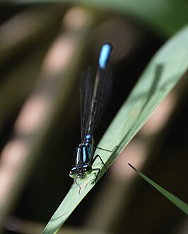 Ischnura erratica