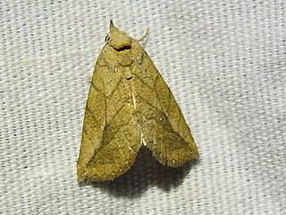 <i>Isogona snowi</i> Species of moth