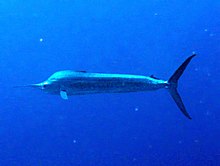 Billfish in the Indian Ocean - Wikipedia