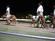 Greyhound racing