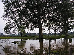 Jambi-indonesia-swamp.jpg