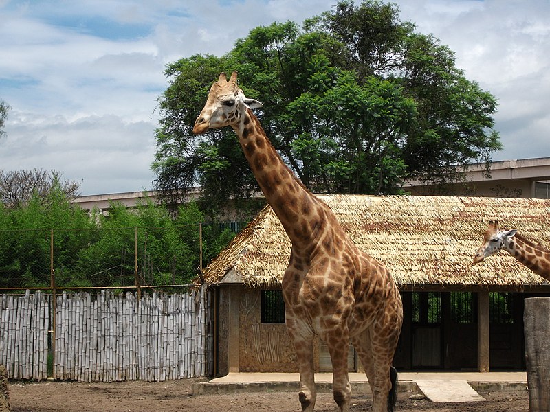 File:Jirafa macho - Zoológico La Aurora.jpg