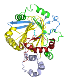 Structure of JmJDA (coordinates from PDB file:2UXX); Some domains from above are highlighted: JmJ(N-terminus, red; C-terminus, yellow), Zinc finger domain (light purple), Beta-hairpin (light blue), and mixed domain linker (green). Jmjd2a(2UXX) with domains highlighted.png