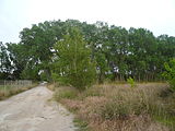 Català: Jonqueres de la rerapineda de Gavà III (Baix Llobregat) (Gavà). Aiguamolls i criptoaiguamolls. This is a a photo of a wetland in Catalonia, Spain, with id: IZHC-08001115 Object location 41° 16′ 22.08″ N, 2° 00′ 26.64″ E  View all coordinates using: OpenStreetMap