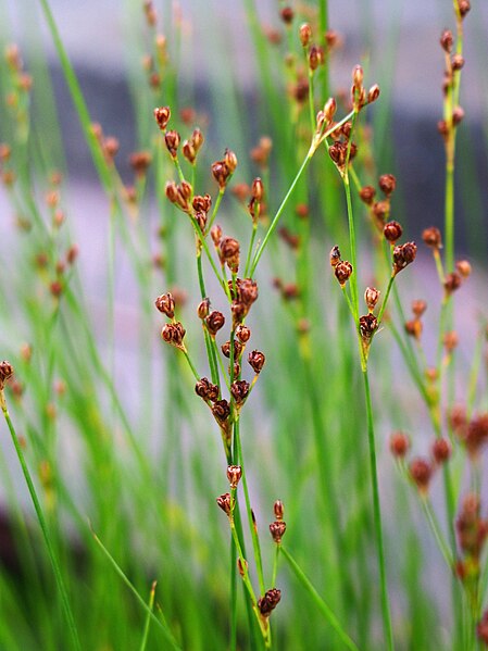 File:Juncus gerardii Sit Gerarda 2019-08-03 02.jpg