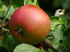 Apfel im Baum