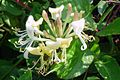 Lonicera periclymenum Wilde kamperfoelie