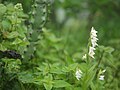 Habenaria heyneana