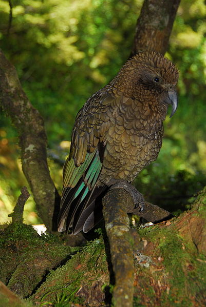 File:Kea (Nestor notabilis) -side -NZ-8c.jpg