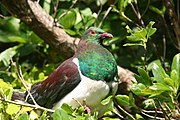 Kererū by angrysunbird