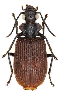 <i>Lachnoderma</i> Genus of beetles