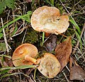 Lactarius deterrimus