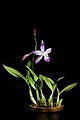 Laelia autumnalis