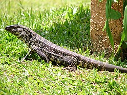 An Argentine black and white tegu (Salvator merianae). Lagarto-marau-rs-dsc00972.jpg