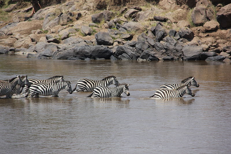 File:Laika ac River Crossing (9682939314).jpg