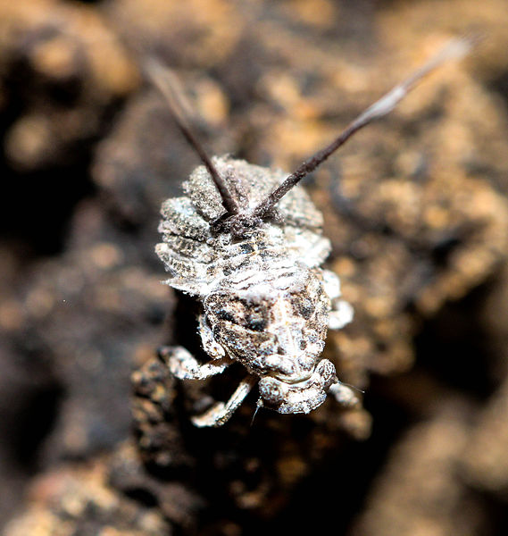 File:Lappies Unidentified Eurybrachyidae Nymph 3.jpg