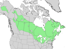 Mapa de distribución de larix laricina 3.png