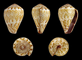 Conus ventricosus