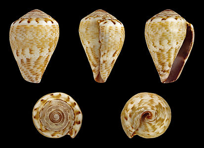 Conus (Lautoconus) ventricosus