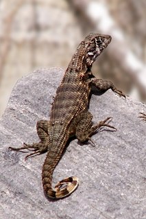 <i>Leiocephalus cubensis</i> Species of lizard