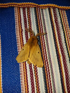 <i>Lemonia vallantini</i> Species of moth