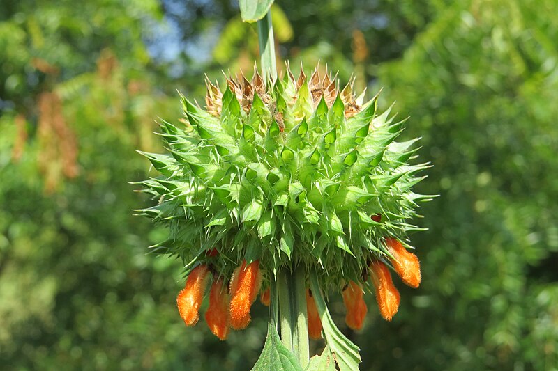 File:Leonotis nepetifolia - Lion's Ear at Theni (4).jpg