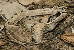 Description de l'image Leptodactylus guianensis.jpg.