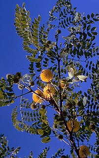 <i>Leucaena retusa</i> species of plant