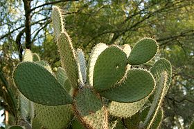 Lightmatter cactus.jpg