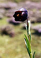 Lilium souliei