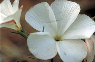 <i>Linanthus dichotomus</i> Species of flowering plant