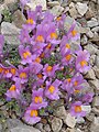 Linaria alpina subsp. filicaulis (Picos de Europa)