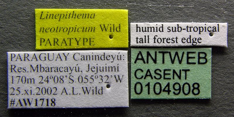 File:Linepithema neotropicum casent0104908 label 1.jpg