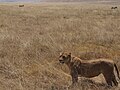 Lion Ngorongoro 01.jpg