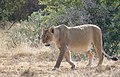 Lioness (Panthera leo) with a full belly ... (46431002144).jpg