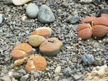 Lithops hookeri.png