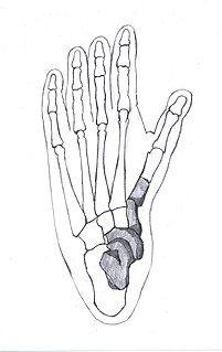 Little Foot Hominin fossil