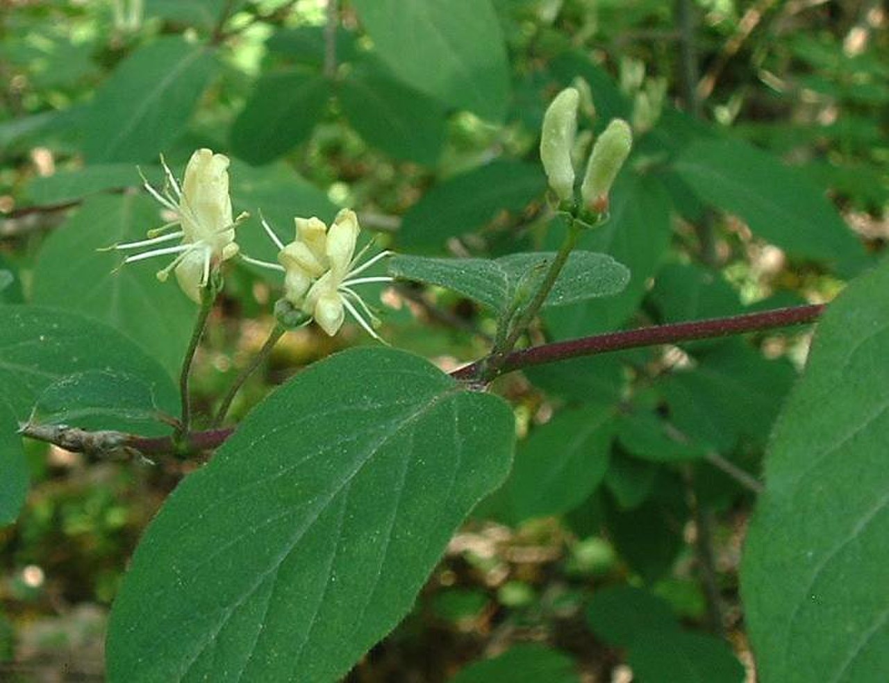 Жимолость Лесная-Lonicera xylosteum