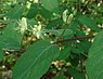 Rode kamperfoelie (Lonicera xylosteum) (1)